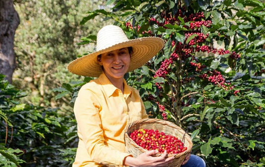 Café de Mujeres Cocafelol Filter, Honduras (Organic, Fair Trade)